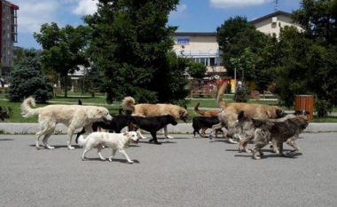 Projekti i parë në Maqedoni për ndërtimin e stacionit për kafshët endacake