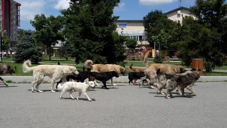 Problemit me numrin e madh të qenve endacakë në Shkup nuk i shihet fundi