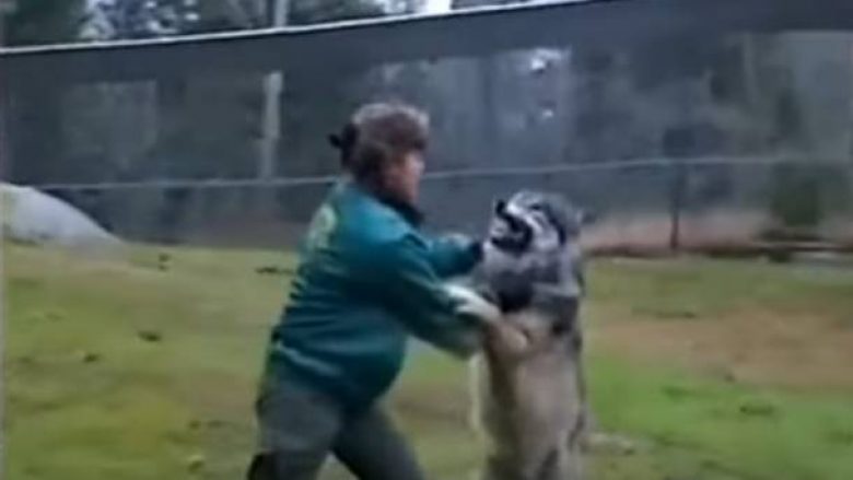 Vajza që i tregon ujkut se kush është “bosi” (Video)