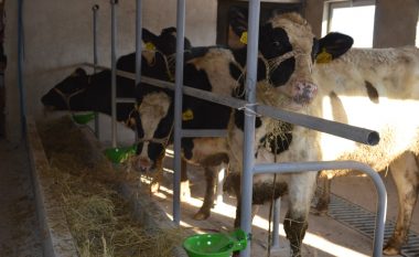 Fermerëve në Malishevë u ndahen 50 lopë qumështore