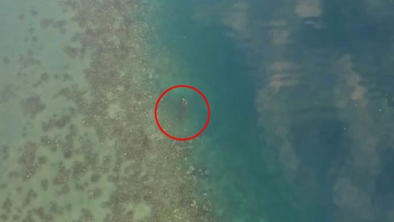 Pamjet nga droni filmojnë krokodilin gjigant në det, duke mbajtur në gojë një derr (Foto/Video, +18)