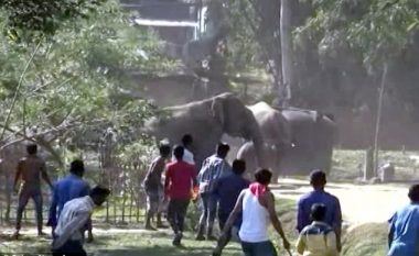 Turma e elefantëve shkatërron fshatin indian (Video)