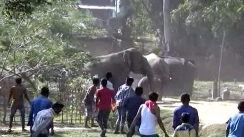 Turma e elefantëve shkatërron fshatin indian (Video)