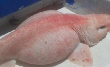 Kapet një peshk i pazakontë në brigjet e Meksikës, shkencëtarët: Mund të jetë alien (Video)