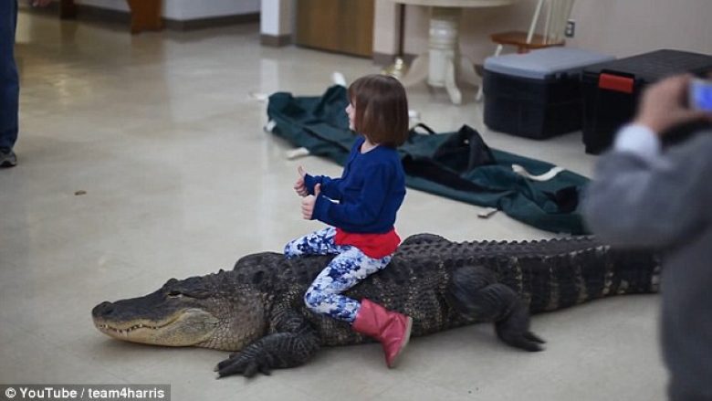Videoja që po shokon Amerikën: Vogëlushja ‘kalëron’ mbi aligatorin tri metra të gjatë (Foto/Video)