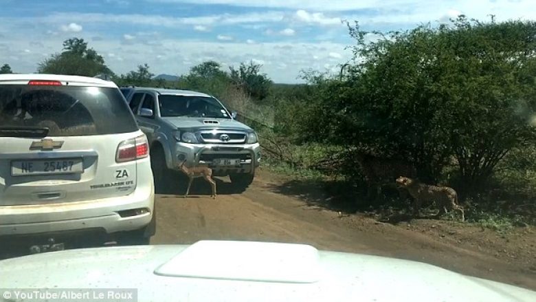 Gatopardi shqyen antilopën e vogël në sy të turistëve (Foto/Video, +18)