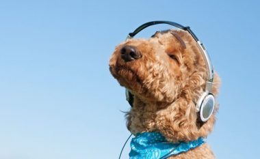 Hiqjani stresin qenit duke i lëshuar muzikë reggae