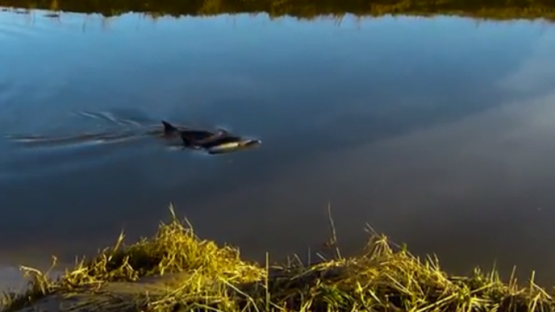 Delfinët humbin drejtimin, dalin në lumë (Video)