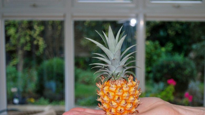 Festoi ditëlindjen duke ngrënë ananasin, që e kishte rritur për 20 vjet (Foto)