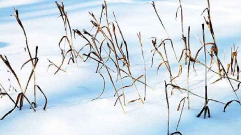 ‘Bora do t’i mbrojë të korrurat vjeshtore nga temperaturat e ulëta’