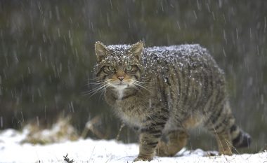 Sigurohet nxemje shtesë dhe ushqim rezervë për kopshtin zoologjik në Manastir