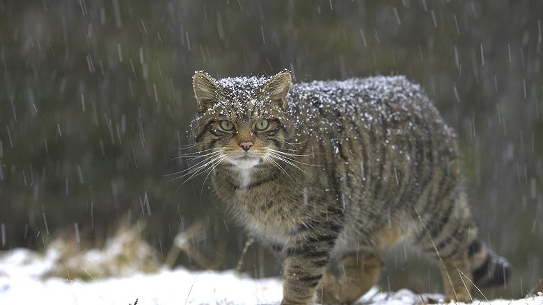 Sigurohet nxemje shtesë dhe ushqim rezervë për kopshtin zoologjik në Manastir