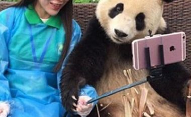 Panda që buzëqeshë dhe bën ‘selfie’, është bërë atraksion turistik (Video)