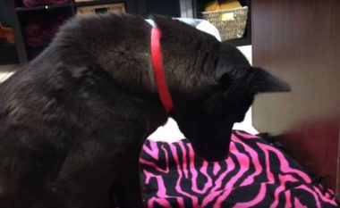 Qeni i shpëtuar nga keqtrajtimi flinte në këmbë, nuk dinte si të shtrihej (Video)