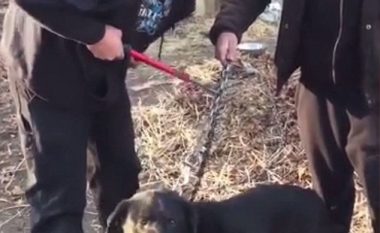 Qeni që u mbajt i lidhur për 15 vjet, më në fund është i lirë (Video)