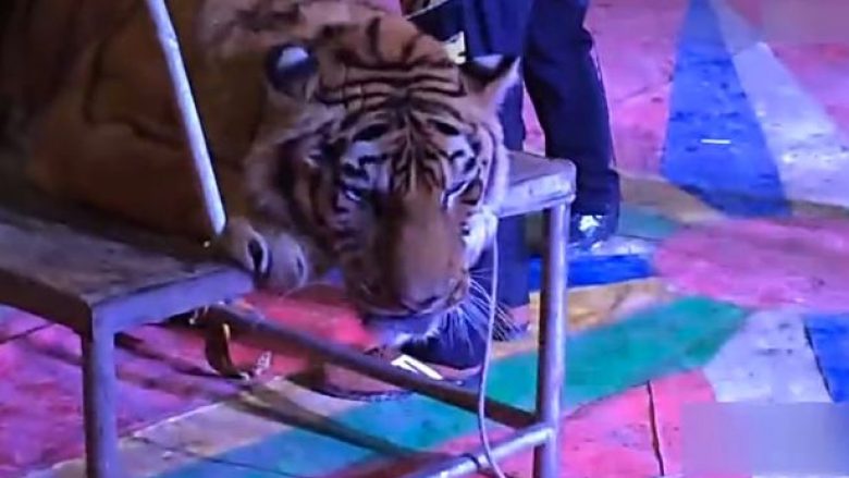 Tigri i cirkut lidhet për tavolinë, që pranë tij të pozohet për fotografi (Video)