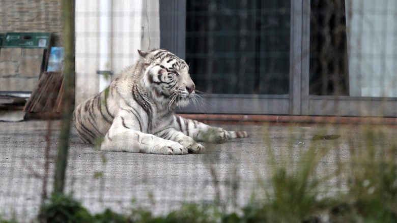 Tigri që iu iku stërvitësve, shkaktoi panik në qytet për disa orë (Foto)