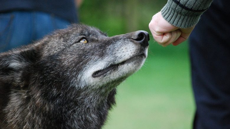 Njeriu dhe ujku shokë? Tetovari tregon se është e mundshme (Video)