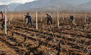 Do të verifikohet dëmi i vreshtave në rajonin e Tikveshit i shkaktuar nga moti i ligë