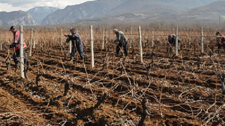 Do të verifikohet dëmi i vreshtave në rajonin e Tikveshit i shkaktuar nga moti i ligë