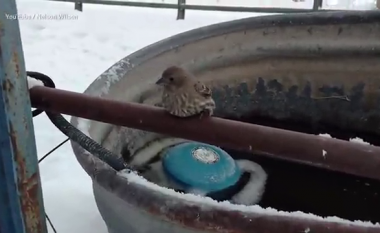 Zogu i vogël u kap për metalin e ftohtë, e shpëtoi një pensionist