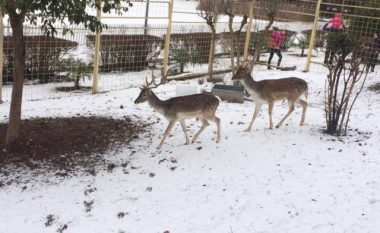 Bora “për herë të parë”, shihni si e “përjetuan” kafshët e shpendët e Kopshtit Zoologjik në Tiranë (Foto)