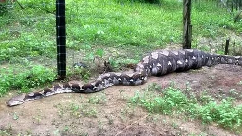 Kapin gjarprin 5 metra të gjatë, tmerrohen nga ajo çfarë i gjetën në bark (Video)