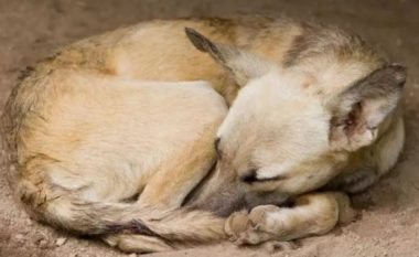 A e dini pse qentë shtrihen në formë rrethi për të fjetur?