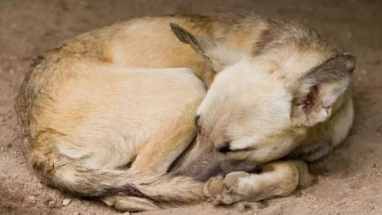A e dini pse qentë shtrihen në formë rrethi për të fjetur?