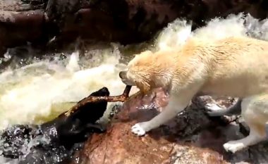 Qeni po mbytej në ujë, veprimi që bëri shoku i tij i ka lënë pa fjalë të gjithë (Video)