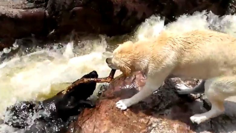 Qeni po mbytej në ujë, veprimi që bëri shoku i tij i ka lënë pa fjalë të gjithë (Video)