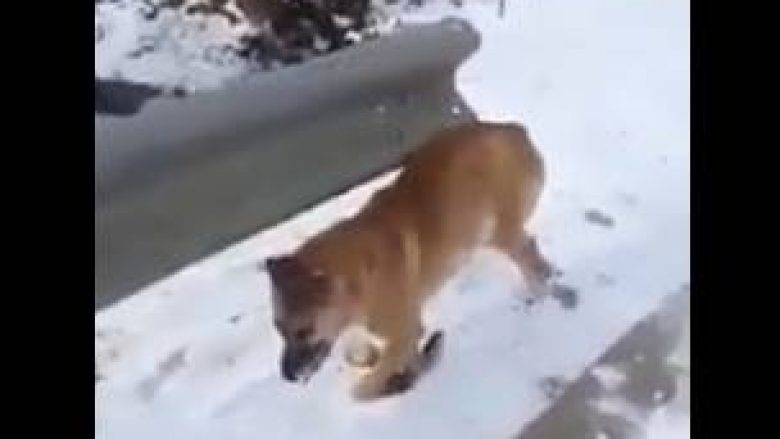 E dhimbshme: Shihni si është ngrirë nga të ftohtit një qen në Drenicë (Video)
