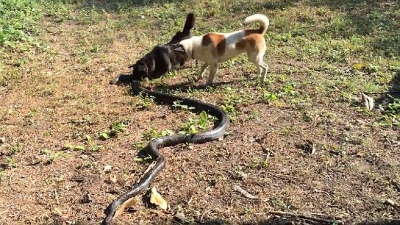 Momenti kur qentë përballen me kobrën gjigante në oborrin e shtëpisë (Video)