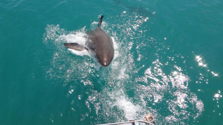 Moment i frikshëm: Peshkaqeni gjigant kërcen nga uji, disa centimetra larg grupit të turistëve (Foto/Video)