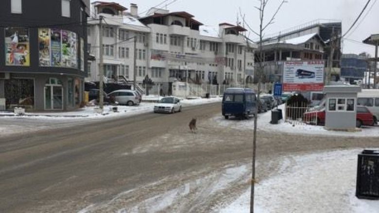 I ftohti siberian, ujku shëtit nëpër qendër të Malishevës (Foto)