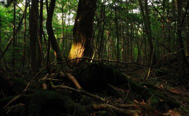 Pylli i vdekjes: Çdo vit në këtë vend bëjnë vetëvrasje 100 persona, ata që mbijetojnë thonë se shpirtrat e ligë i thërrasin (Foto/Video)