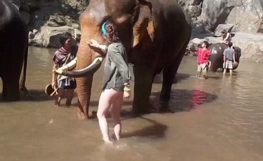 Turistja tentoi ta pastrojë elefantin, por e pësoi shumë keq (Video, +16)