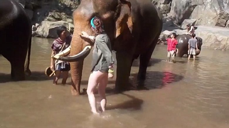 Turistja tentoi ta pastrojë elefantin, por e pësoi shumë keq (Video, +16)