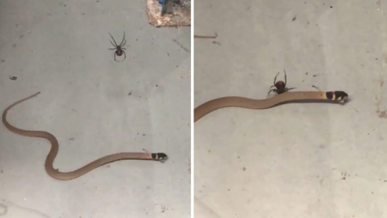 Një nga merimangat më helmuese e zë gjarprin vdekjeprurës në rrjetë, çfarë mendoni kush ka fituar? (Video)