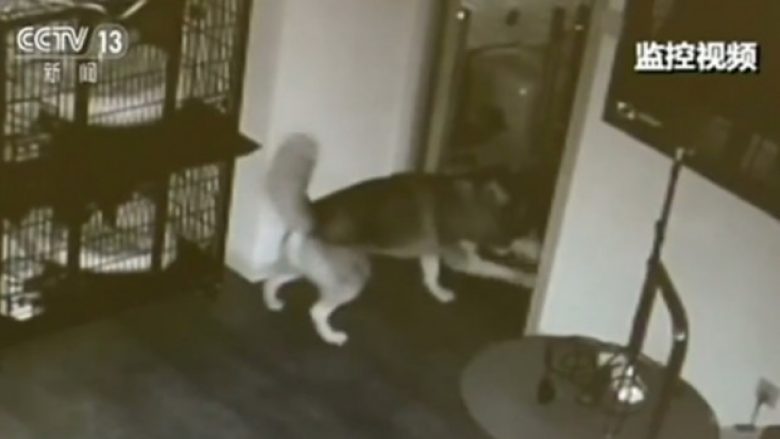 Dëshmi se qeni është inteligjent, hap derën e kafazit të vet dhe më pas i shpëton edhe dy shokët (Video)