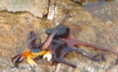 Oktapodi tenton ta kafshoj akrepin nën ujë, më pas shfaqet një krijesë më e madhe që e ndryshon rrjedhën e luftës (Video, +16)