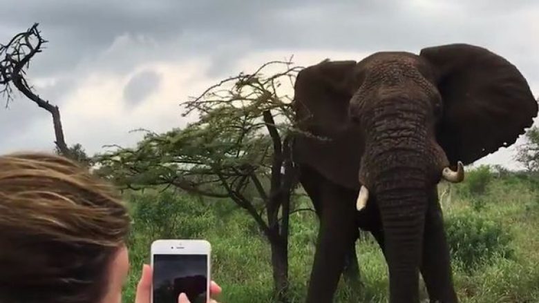 Elefanti për pak sa nuk i mbyt turistët të cilët po e fotografonin (Foto/Video)