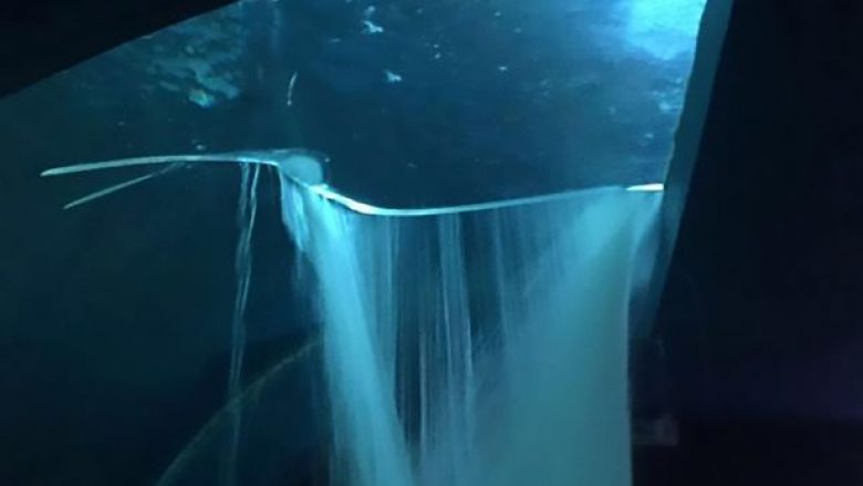 Çahet akuariumi që mbante 13 peshkaqenë, tmerrohet një qytet i tërë (Foto/Video)