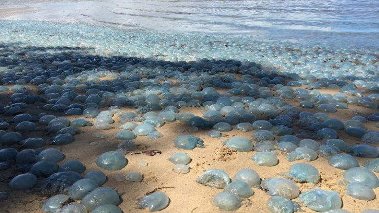 Fenomeni i rrallë nxjerrë në plazh qindra kandil deti (Foto)