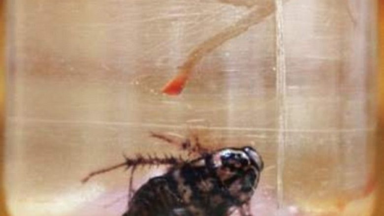 Insektin që iu fut në kafkë, ia nxorën nga hunda (Video, +16)