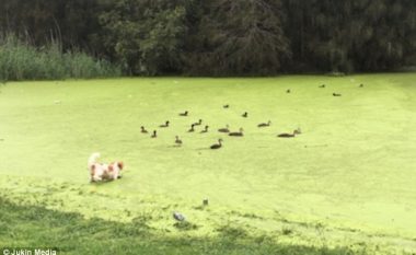 Qeni përfundoi në ujë, sipërfaqja e gjelbër e liqenit iu duke si bar (Video)