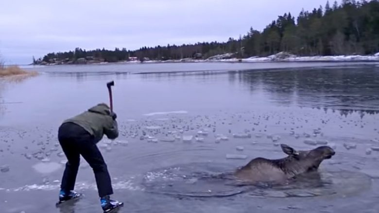 Shpëtohet dreri që kishte ngecur në liqenin e ngrirë (Video)