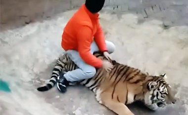 Stërvitësi i ulet tigrit në shpinë dhe e kapë për bishti (Video)