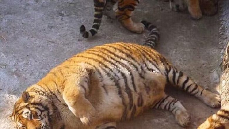 Tigrat me mbipeshë lëvizin me vështirësi nëpër kafazet e kopshtit zoologjik (Foto)