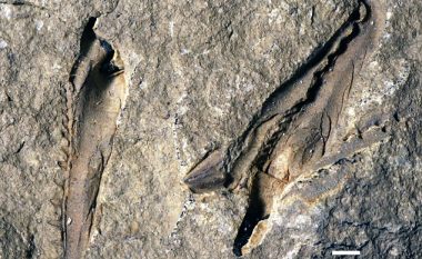 Zbulohet nofulla e krimbit të gjatë dy metra, që ka jetuar para 400 milionë vitesh (Foto)